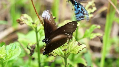 Butterfly  on green leaf of tree plant Stock Footage 160192815