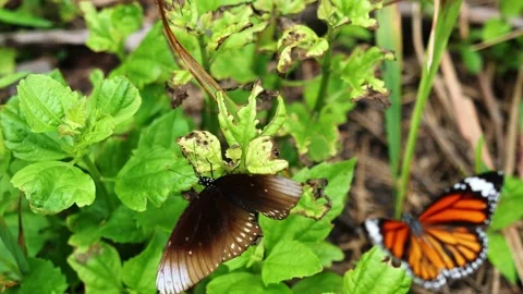 Butterfly  on green leaf of tree plant in forest Stock Footage 160193030