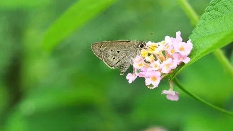 Butterfly  on green leaf of tree plant Stock Footage 160644886