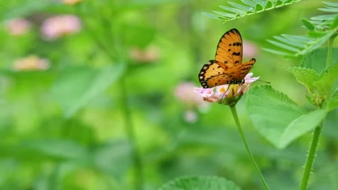 Butterfly  on green leaf of tree plant in forest Stock Footage 160645042