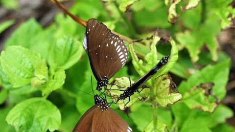 Butterfly  on green leaf of tree plant Stock Footage 160645047