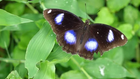 Butterfly  on green leaf of tree plant Stock Footage 160645140