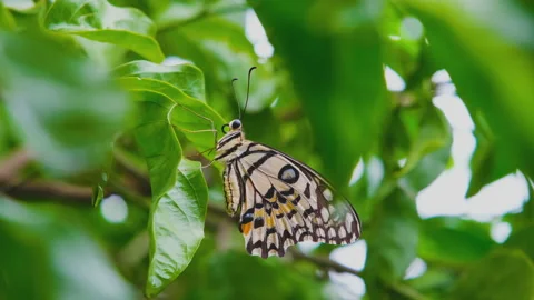Butterfly on green leaf with wind blowing Video stock 142676513
