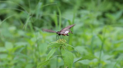 Butterfly on green leave Stock Footage 33928523