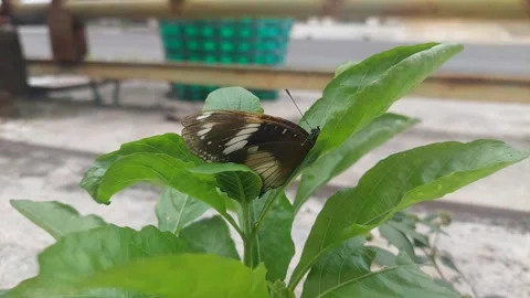 Butterfly on Green Leaves Stock-Footage 295282091