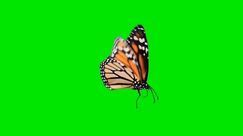 Butterfly Green Screen Background Effect Stock Footage Video stock 281987055