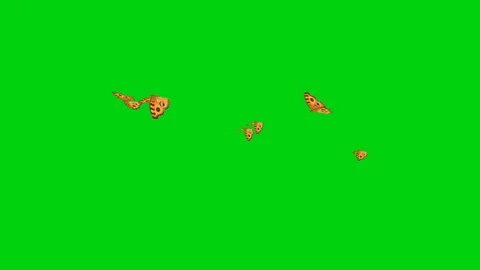 Butterfly on green screen background Stock Footage 90801258
