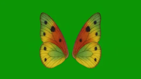 Butterfly green screen close up orange yellow animated chromakey emotion Stock Footage 314068451