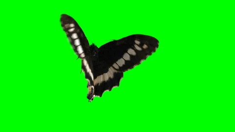 Butterfly on green screen Stock Footage