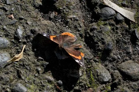 Butterfly on the ground, close-up, selective focus 스톡 사진