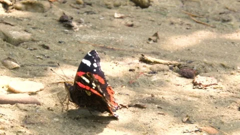 A butterfly on the ground flaps its wings and flies away. Vídeo Stock 105379581