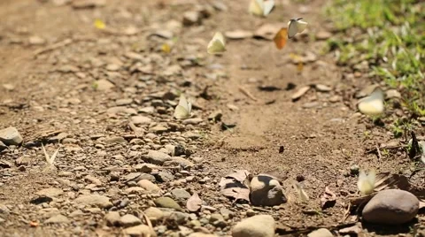 Butterfly on the ground Stock Footage 51400227