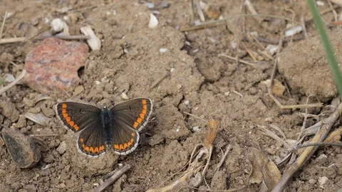 Butterfly on the ground, insects on the ground between the branches, wildlife Stock Footage 129628226