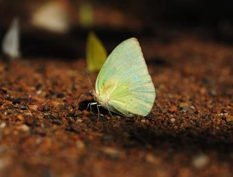 Butterfly on the ground Stock Photos