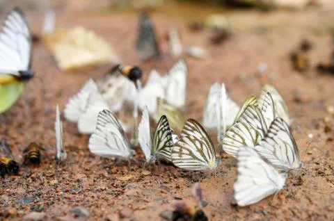 Butterfly on the ground Foto stock