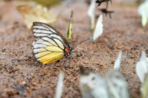 Butterfly on the ground Foto stock