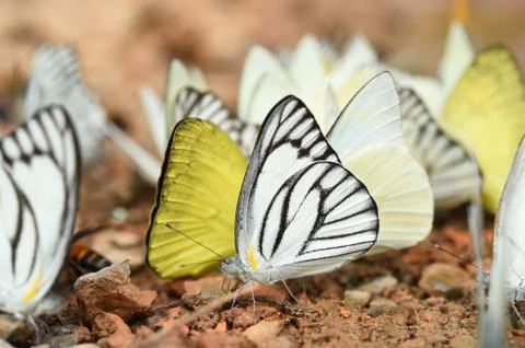 Butterfly on the ground Stock Photos