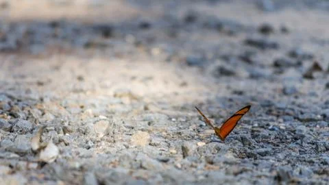 Butterfly on the ground Stock Photos