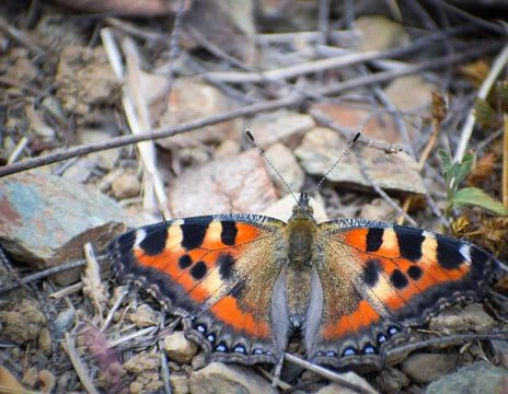 Butterfly on ground Stock Photos