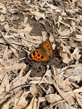 Butterfly on the ground. Small tortoiseshell. Stock Photos