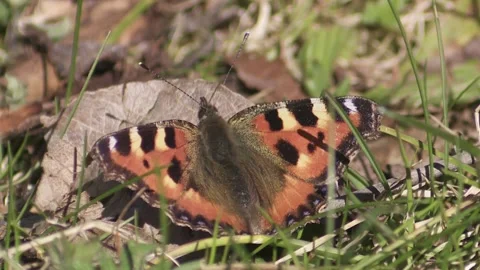 Butterfly on the ground in spring Stock Footage 261801975