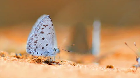 Butterfly Group for Food On the surface sand 스톡 동영상 50367305