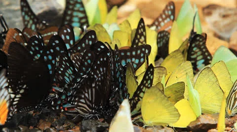 Butterfly group Vídeo Stock 23297189