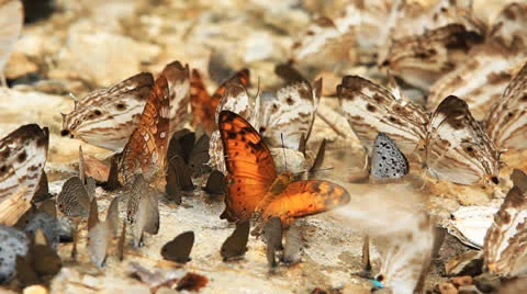 Butterfly group 库存影片 23963828