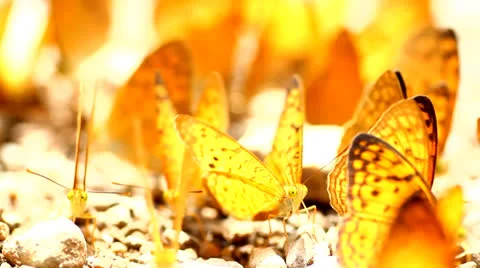 Butterfly group Video stock 25706041
