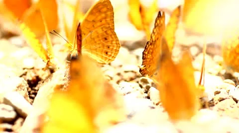 Butterfly group Stock Footage 25707238