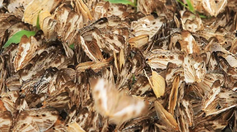 Butterfly group 库存影片 28017001