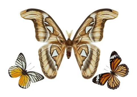 Butterfly group isolated Stock Photos