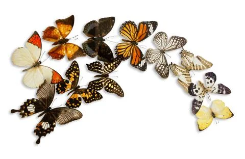 Butterfly group isolated Stock Photos