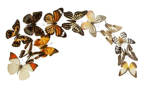 Butterfly group isolated Stock Photos