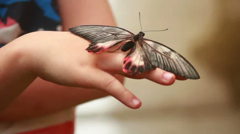 Butterfly On Hand 1 Stock Footage 37824727