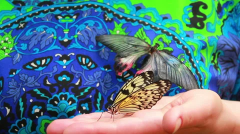 Butterfly On Hand 2 Stock Footage 37824965