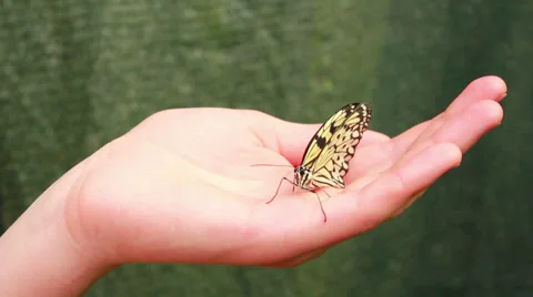 Butterfly On Hand 3 Stock Footage 37824787