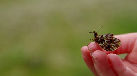 Butterfly in the hand of a child Stock Footage 38087186