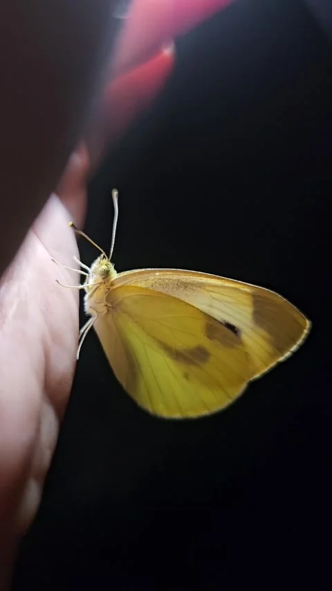 Butterfly on Hand in Dark with Flashlight Stock Footage 315471094
