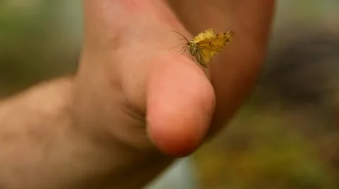 Butterfly on hand Stock Footage 10839094