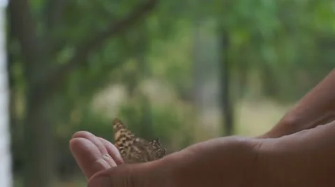 Butterfly on hand Stockbeeldmateriaal 11359792