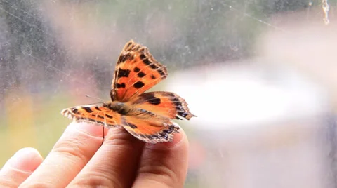 Butterfly on hand Stock Footage 30468605