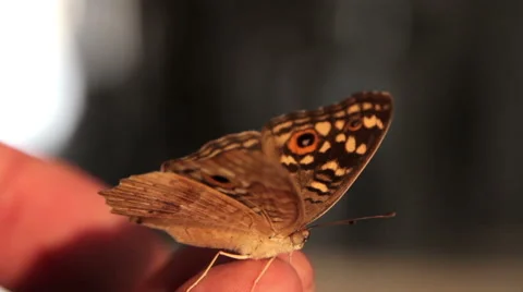 Butterfly on hand Vídeos de archivo 50324023