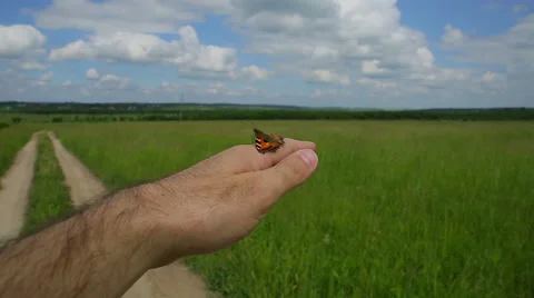 Butterfly on hand Stock Footage 51501634