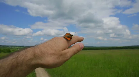 Butterfly on hand Stock Footage 51537285