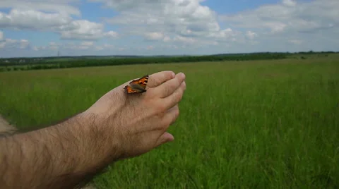 Butterfly on hand Stock Footage 53003247
