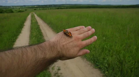 Butterfly on hand Stock Footage 53063349