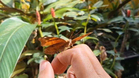 Butterfly on Hand Stock Footage 296045248