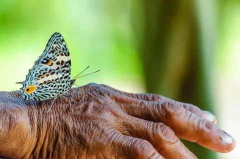 Butterfly on hand of olf man Stock Photos