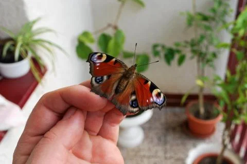 Butterfly on hand Stock Photos